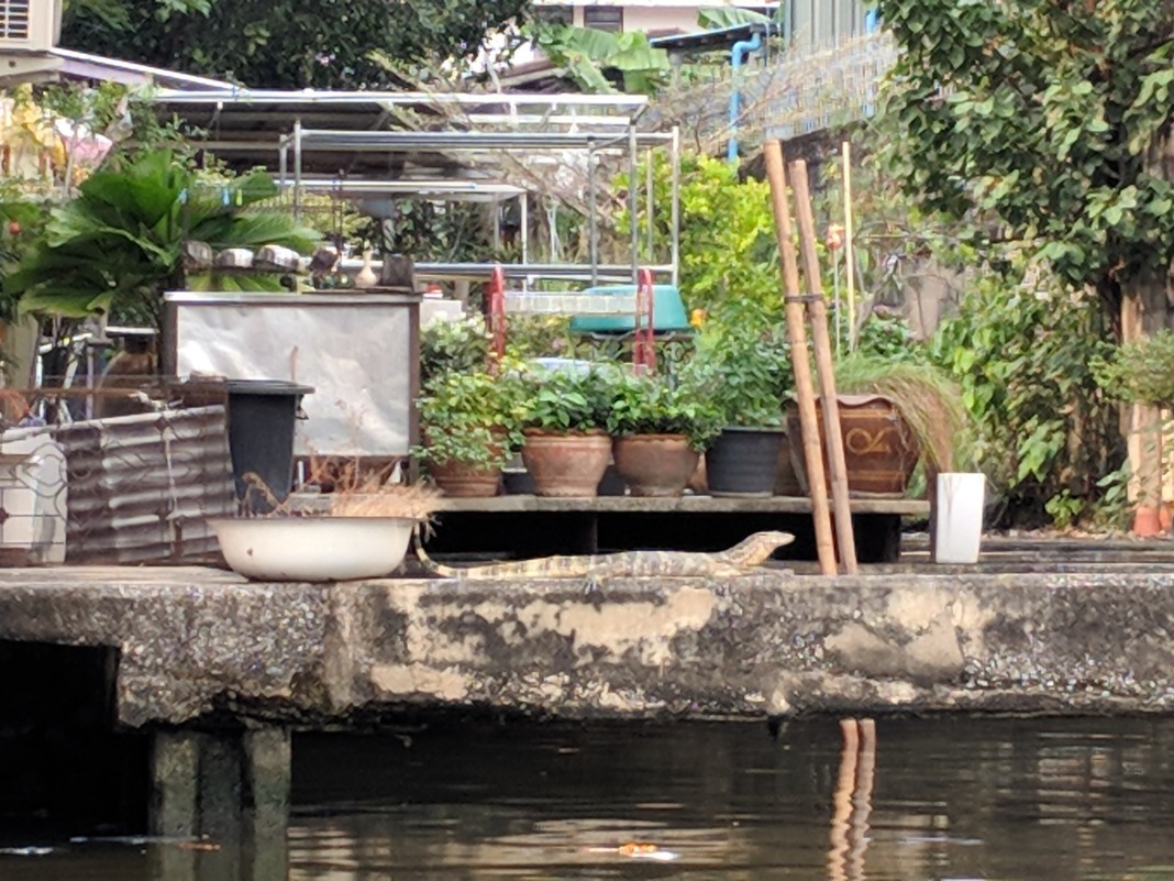 Klong Boat Ride Scam Monitor Lizard