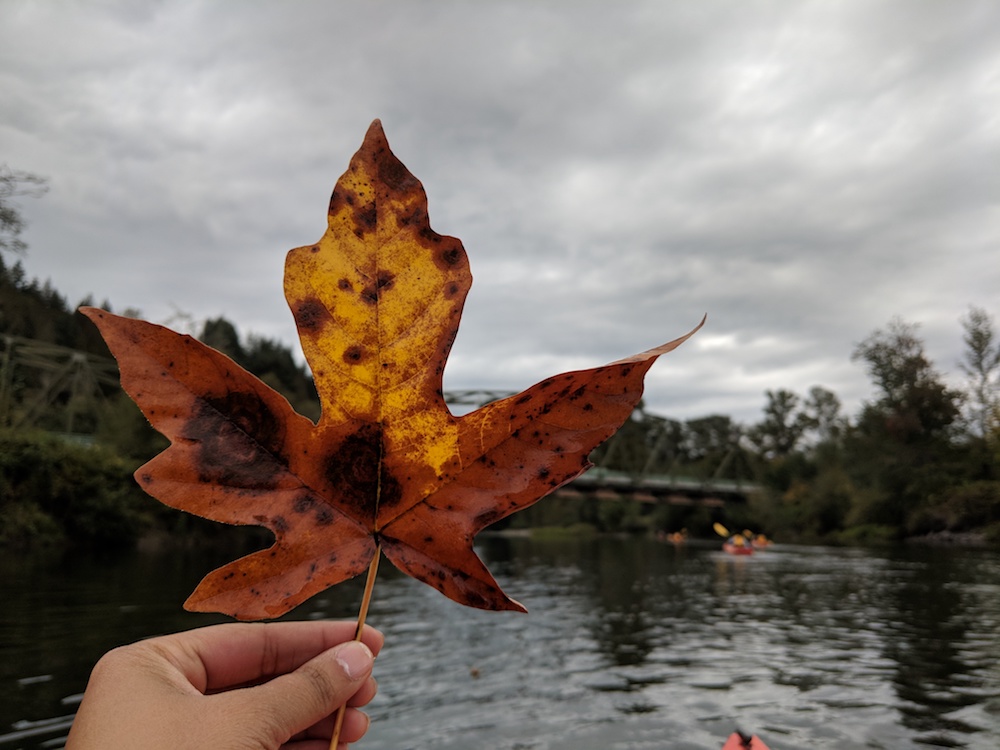 fall foliage on snoqualmie river