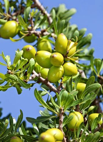 argania spinosa kernel plant based beauty