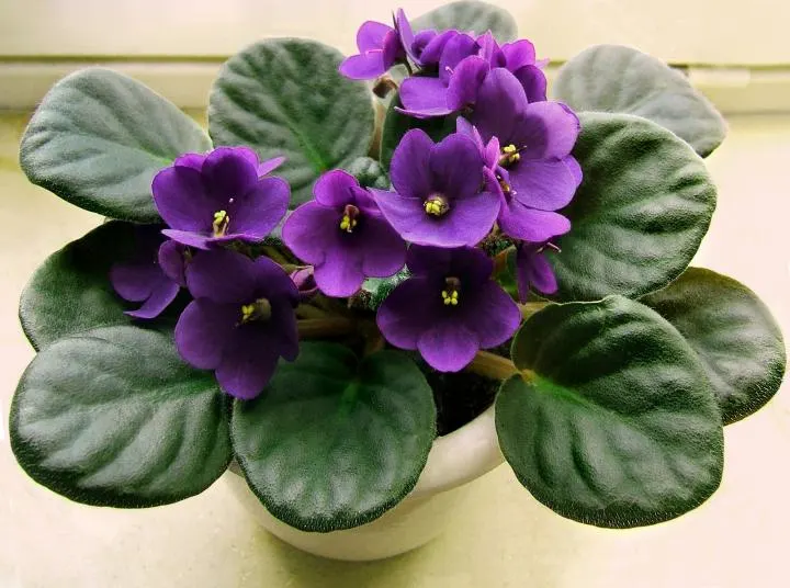 african-violet-houseplant saintpaulia spp pet safe old farmers almanac