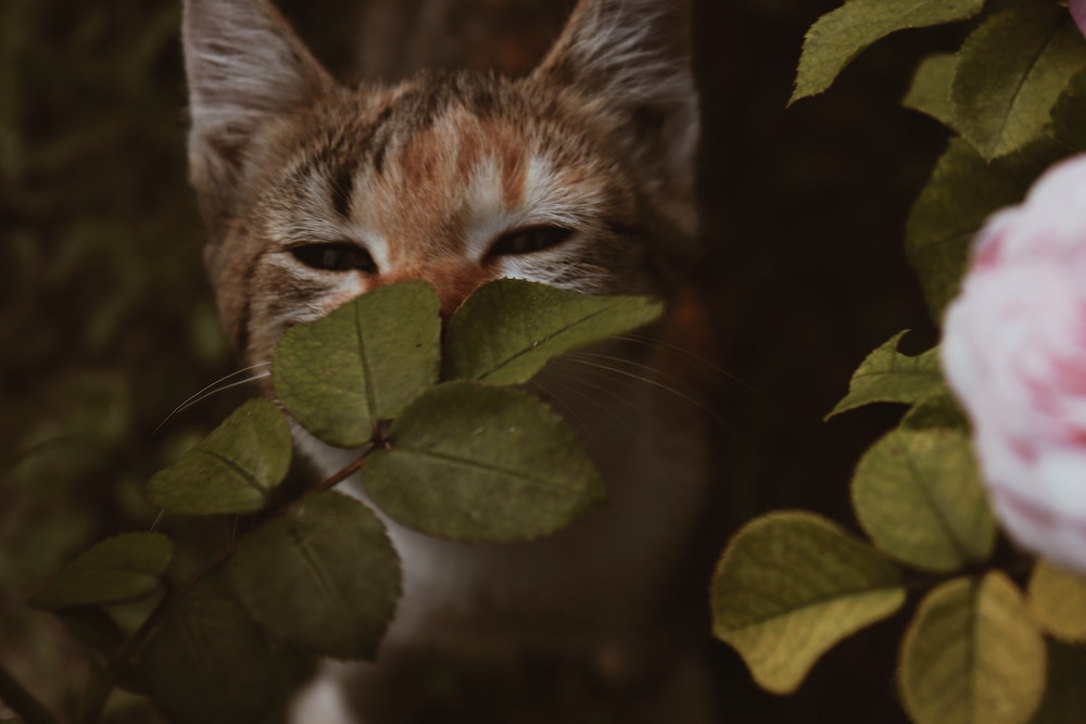 pet safe plant for cat smelling leaves