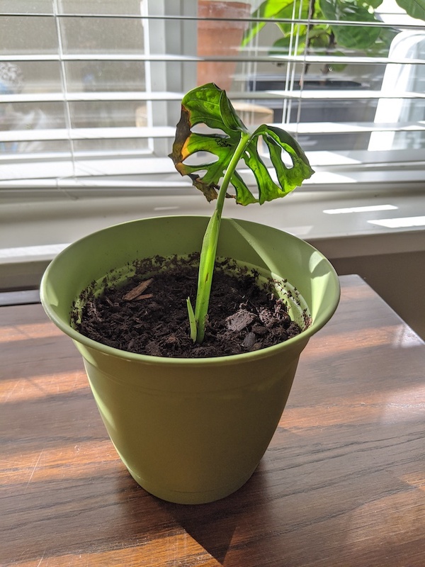 new growth post propagation Monstera Adansonii