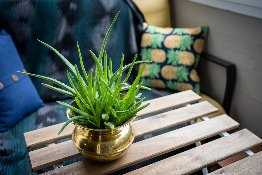 aloe vera plant succulent