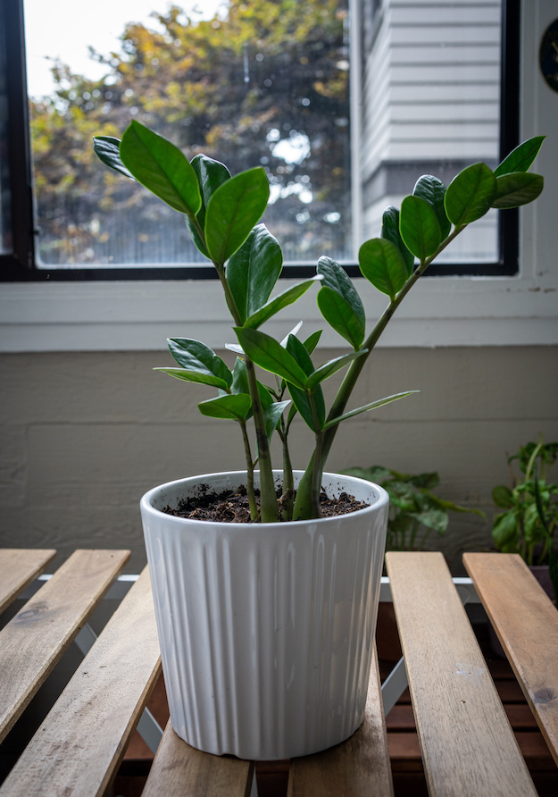 zz plant Zamioculcas zamiifolia