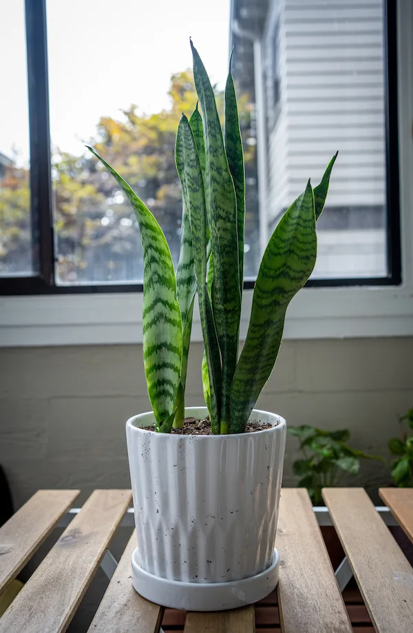 snake plant sansevieria laurentii