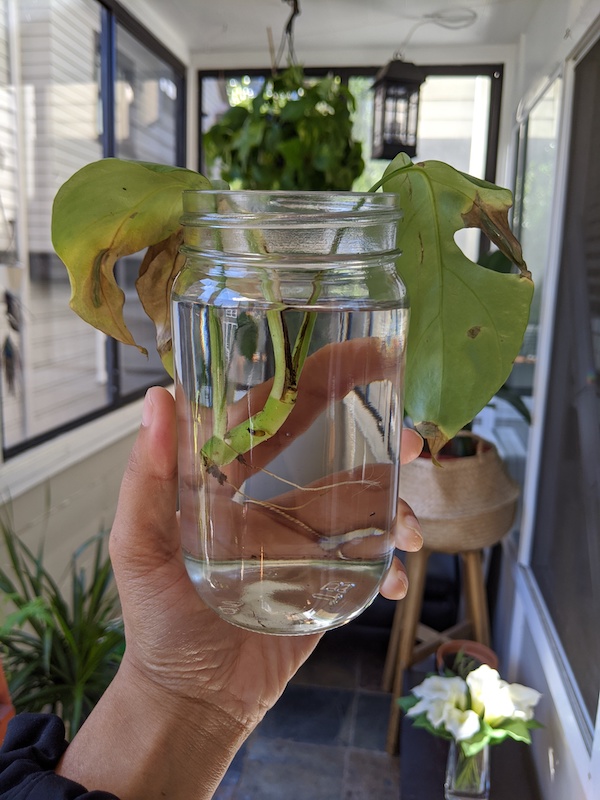 Rhaphidophora Tetrasperma mini monstera propagation day 1