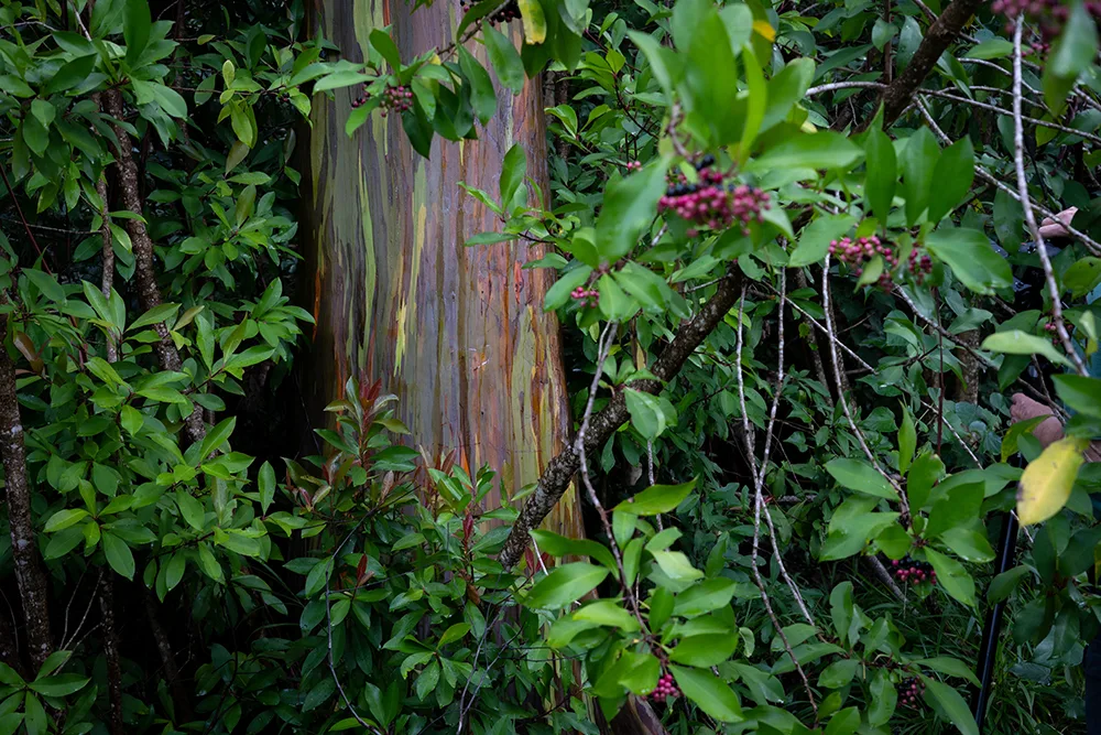 Maui Road to Hana Rainbow Eucalyptus trees