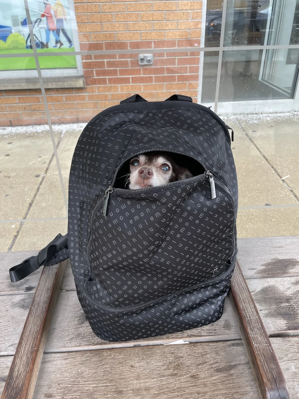 Bebot the dog carried in a lululemon City Adventurer Backpack