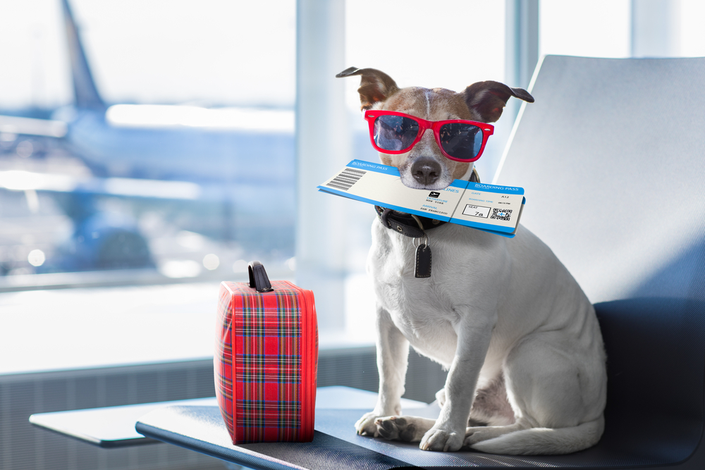 Holiday,Vacation,Jack,Russell,Dog,Waiting,In,Airport,Terminal,Ready