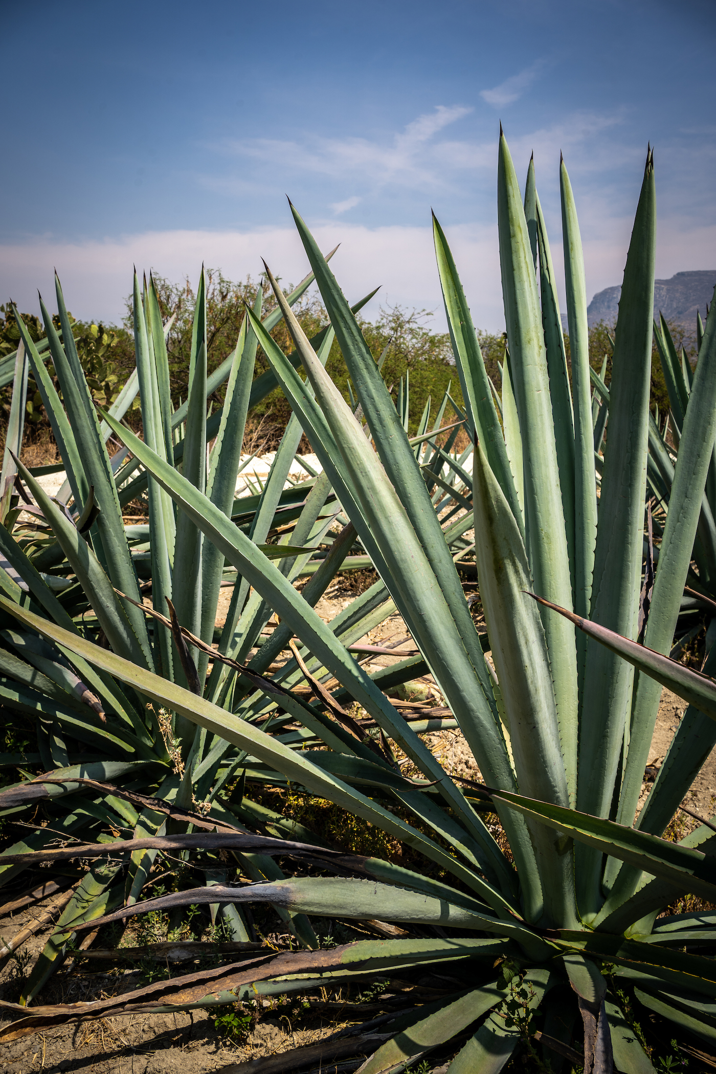 Mezcal Tour Oaxaca Mexico Agave Plant