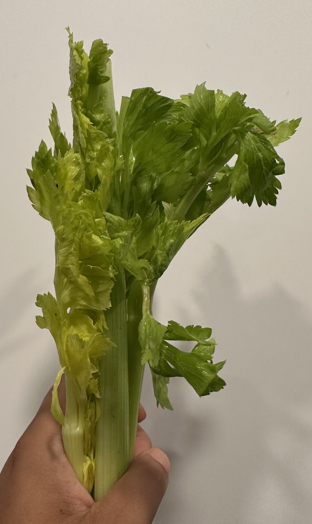 green celery flowers