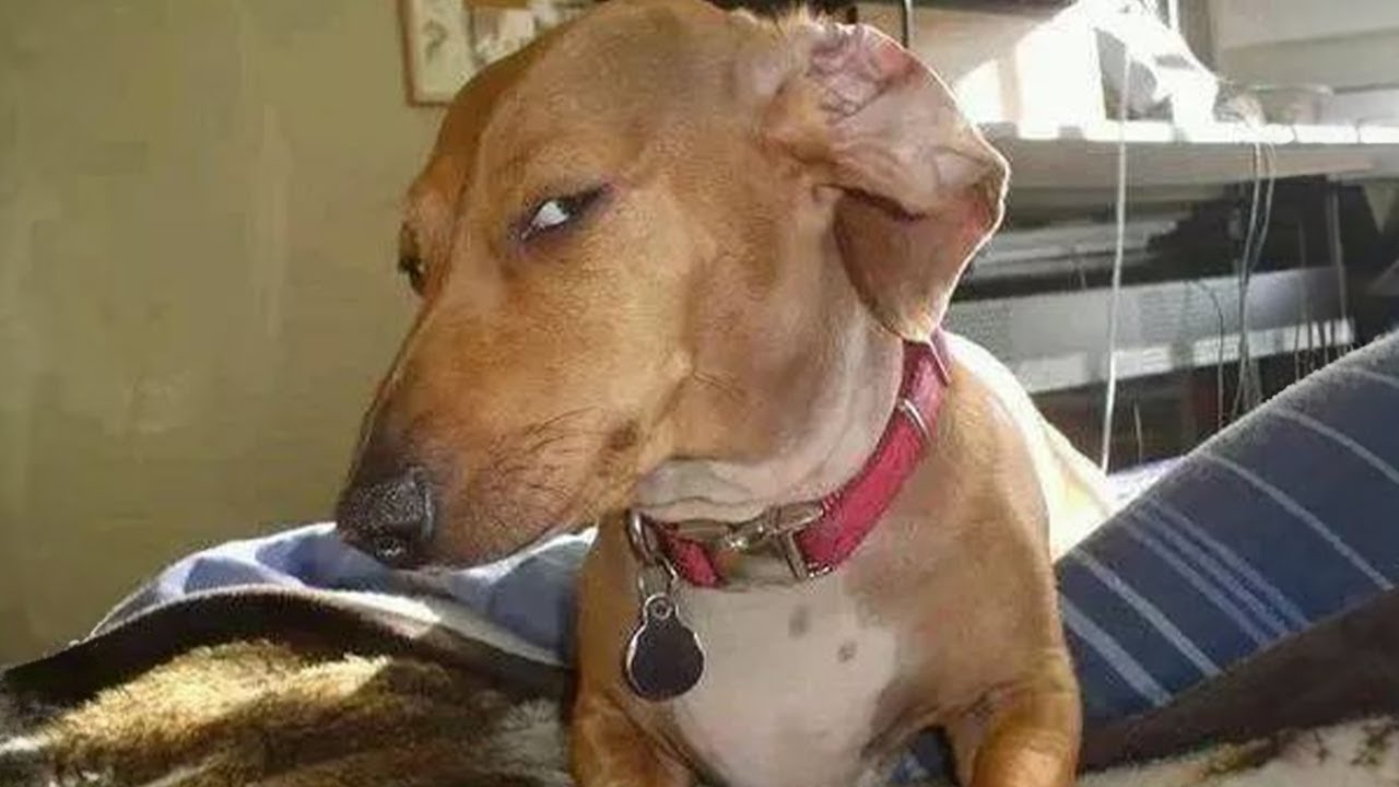 dog dachshund with mean side eye