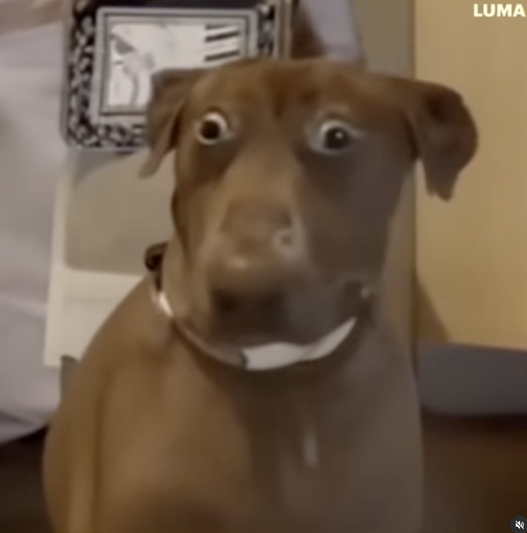 surprised dog with big eyes Belle