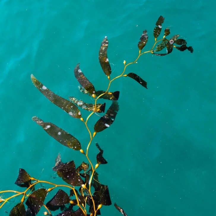 seaweed skincare osea malibu