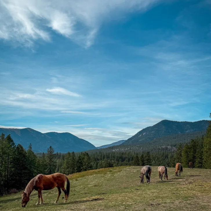 Riverview Ranch horses in the pasture