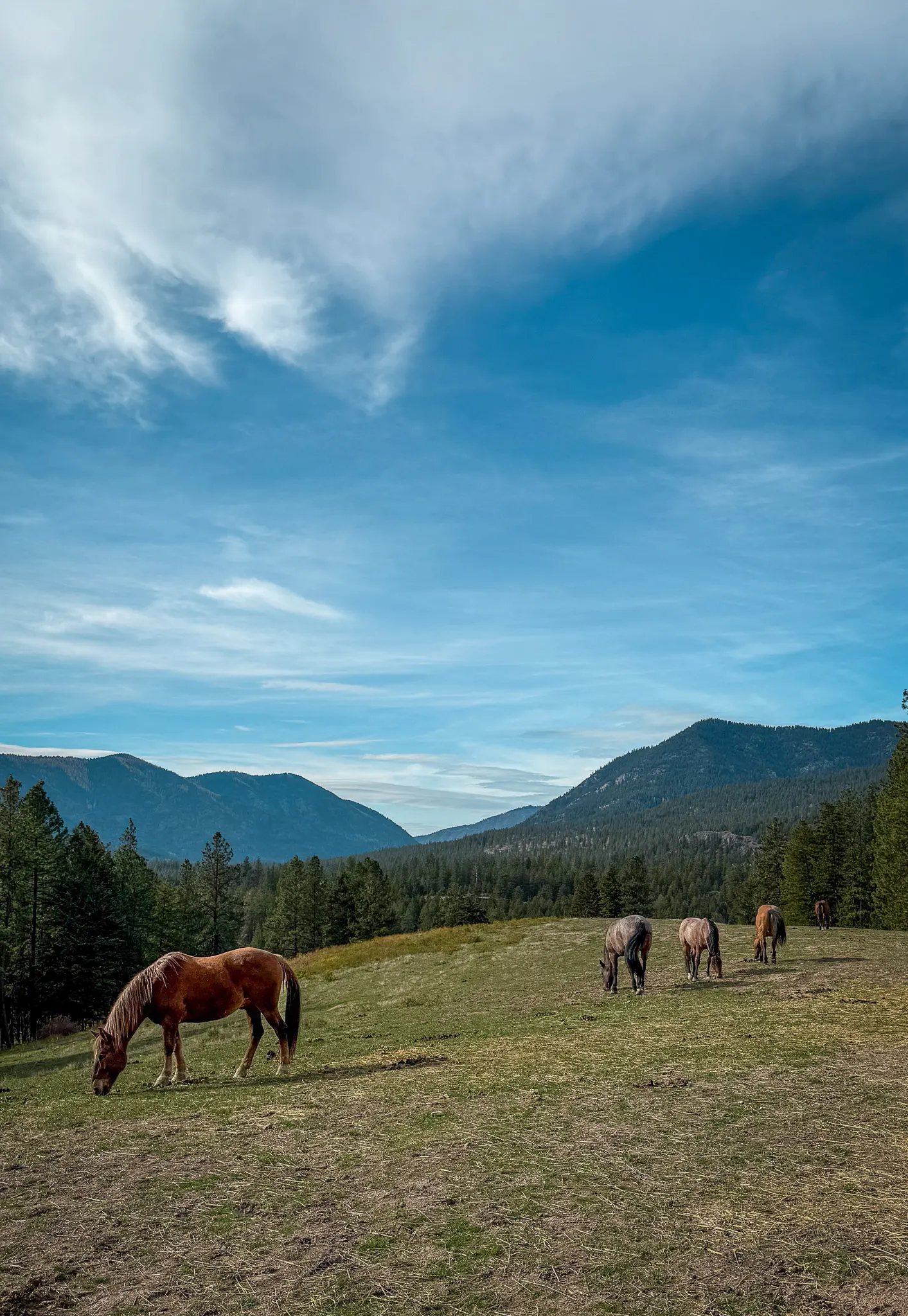 Riverview Ranch horses in the pasture