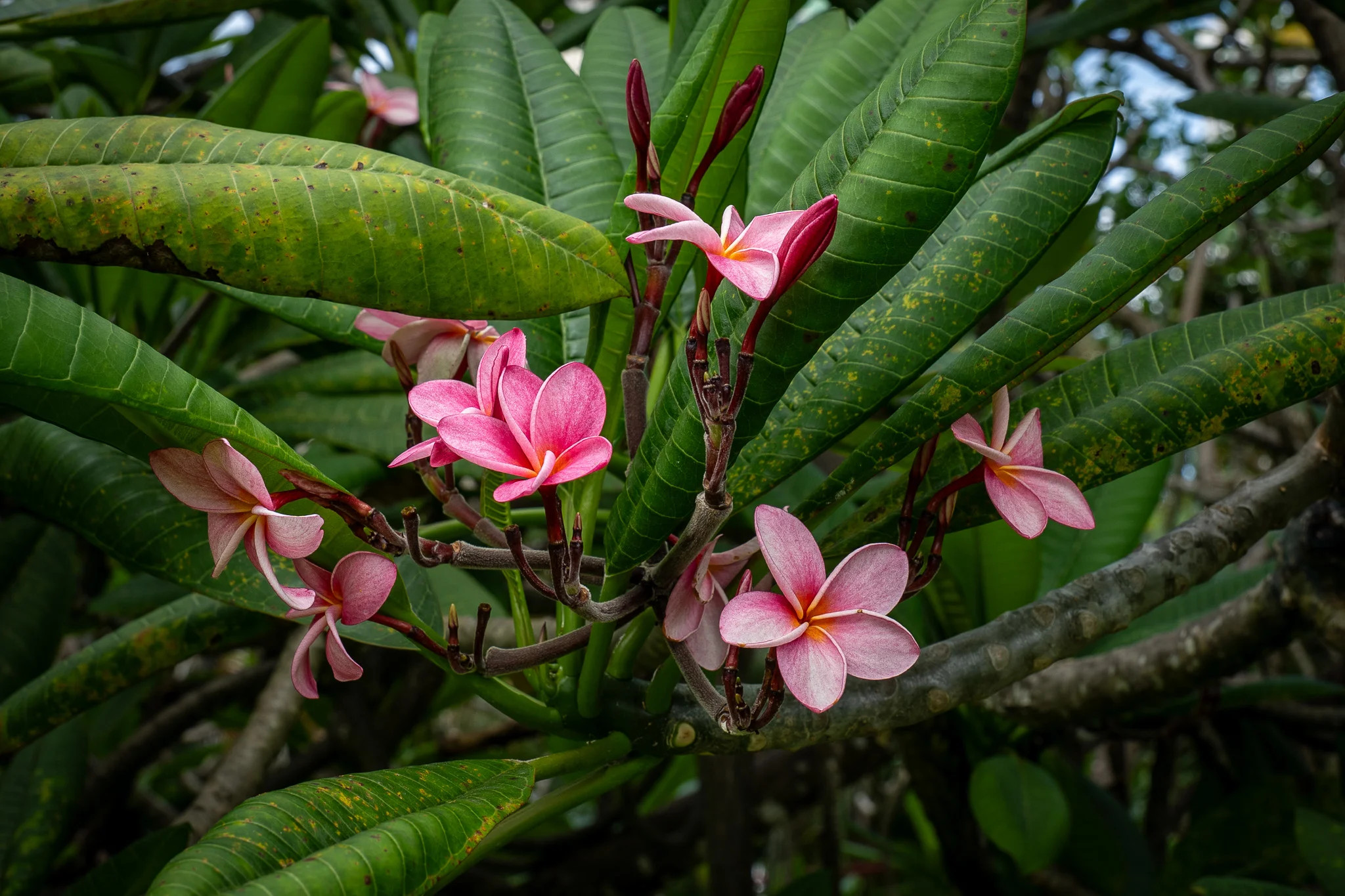 pink plumeria panama city