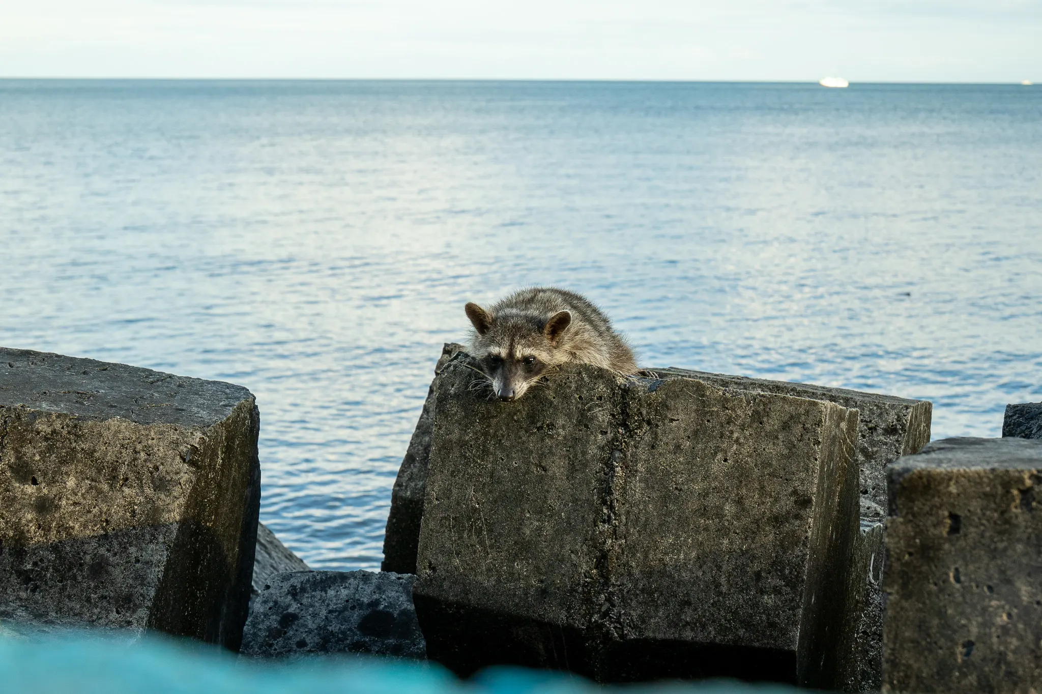 raccoons along cinta costera malecon panama city