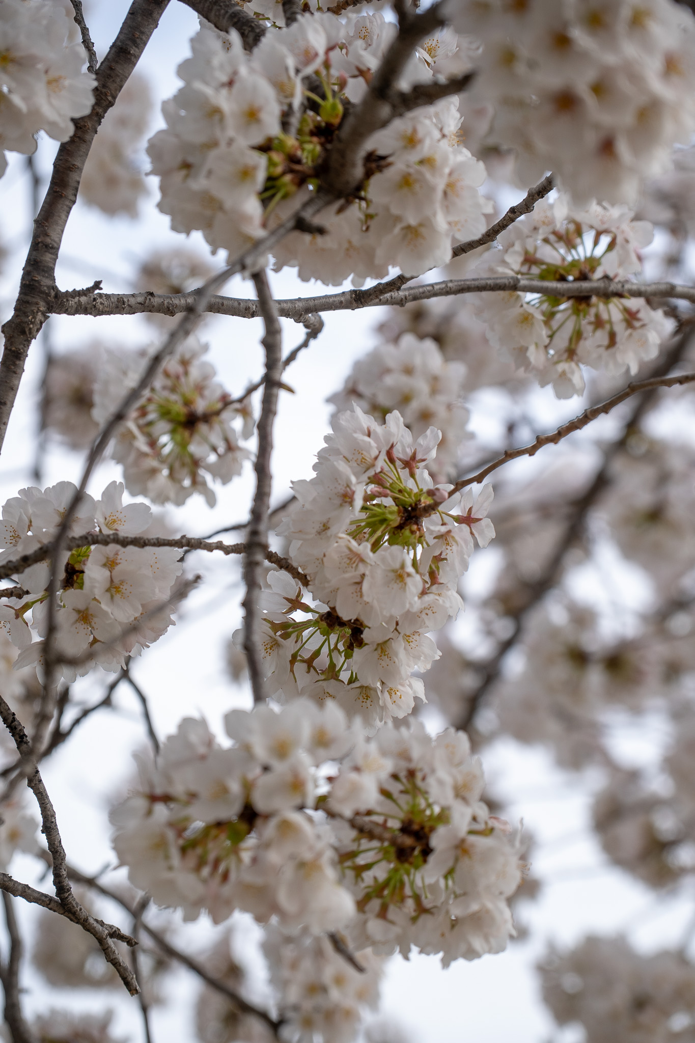 Where to See Cherry Blossoms and Blooms in DC Metro